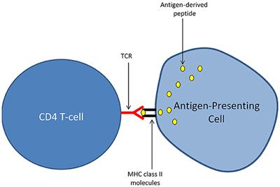 Autoimmunity as a Driving Force of Cognitive Evolution